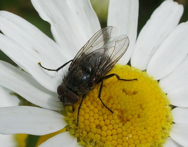 Pollenia cf. rudis M (Calliphoridae)